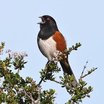 Spotted Towhee